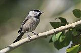 Mountain Chickadee